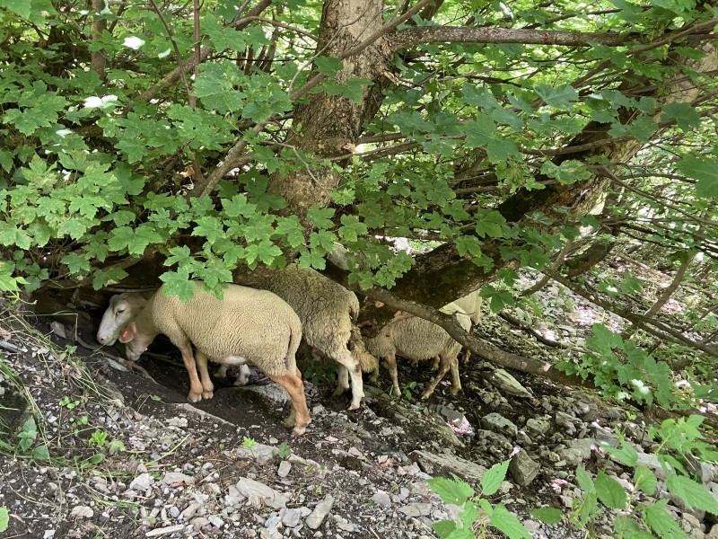 Quelques moutons en pâturage à sommet du Bout du Monde