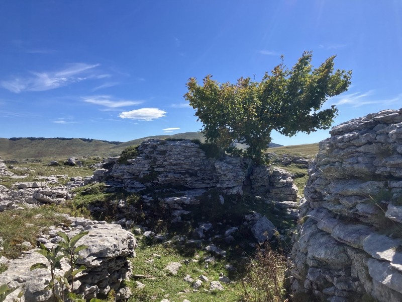 Un arbre au milieu d’héroïne d’une ancienne habitation