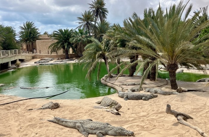 Le parc aux crocodiles 🐊
