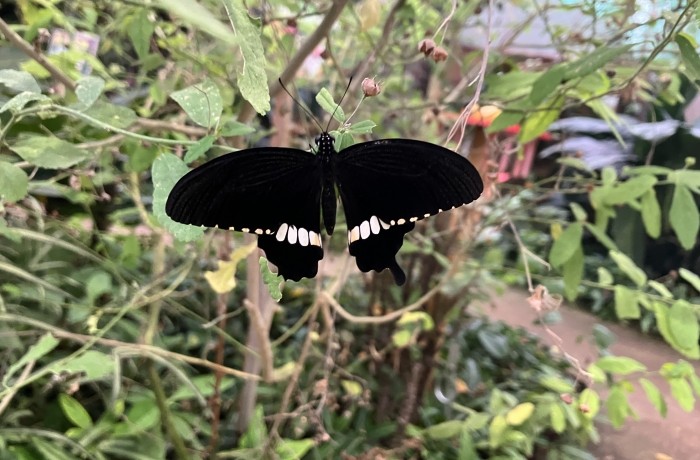 La serre aux Papillons 🦋