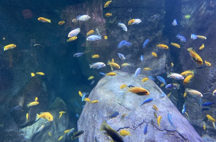 Aquarium de Lyon