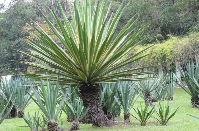 Jardin Botanique