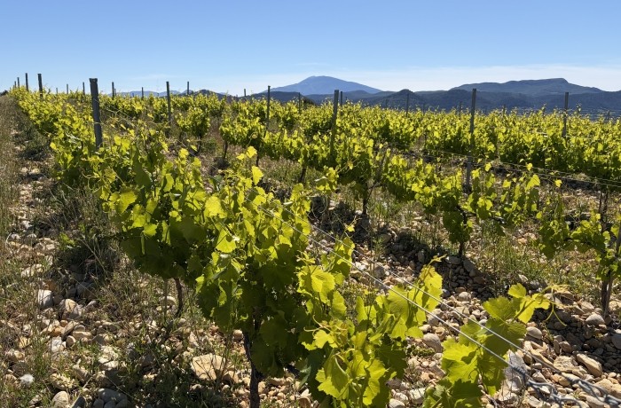 Le sentier viticole de Rasteau