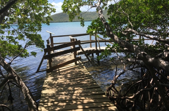 La Mangrove de la Presqu’île de la Caravelle