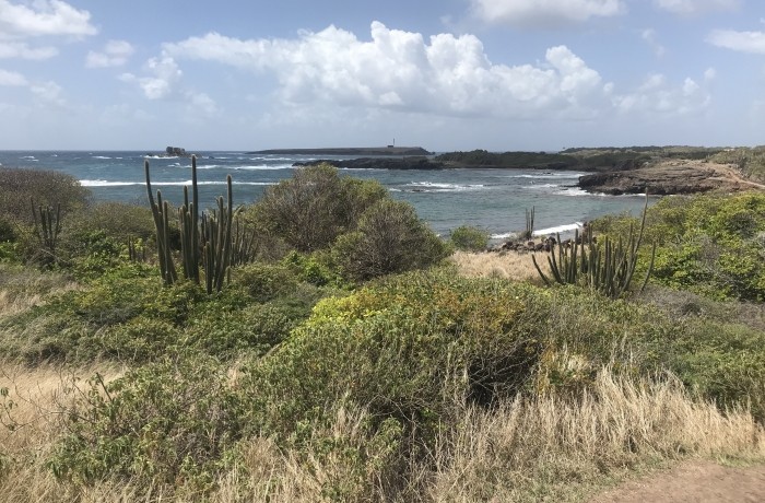 La savane des pétrifications